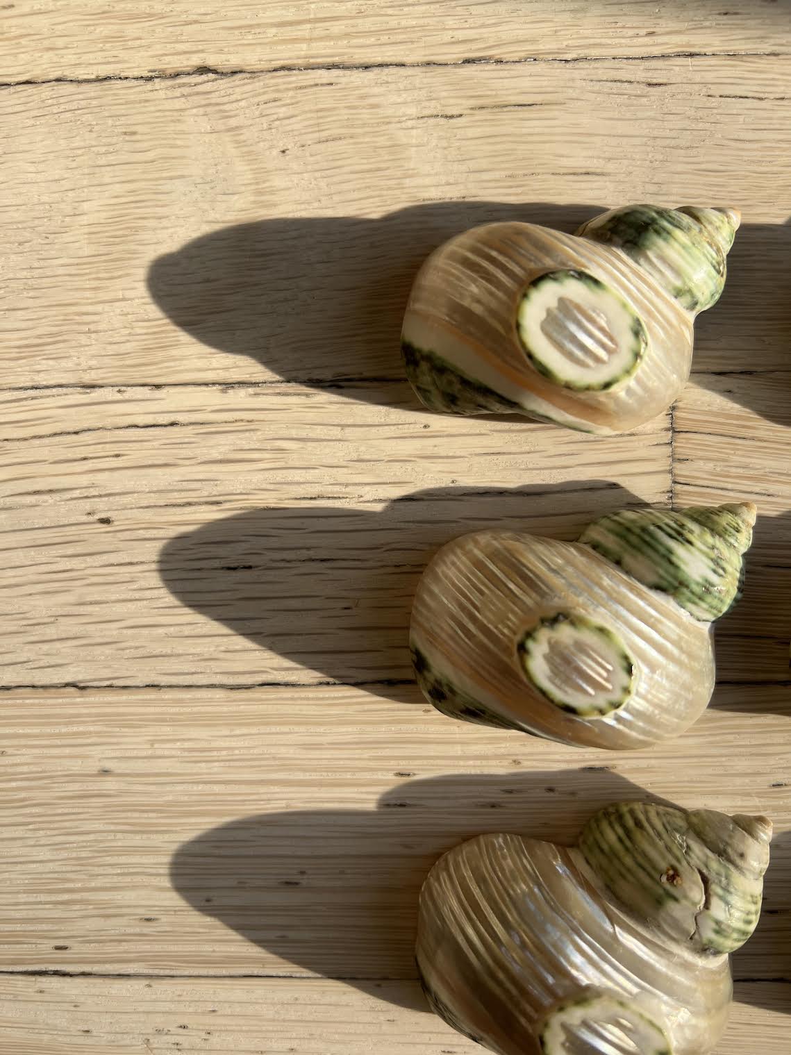 Vintage 1960's Seashell Escargot Appetizer Holders For Tablescape or Napkin Holders