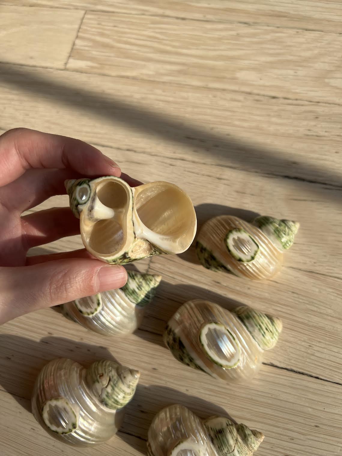 Vintage 1960's Seashell Escargot Appetizer Holders For Tablescape or Napkin Holders