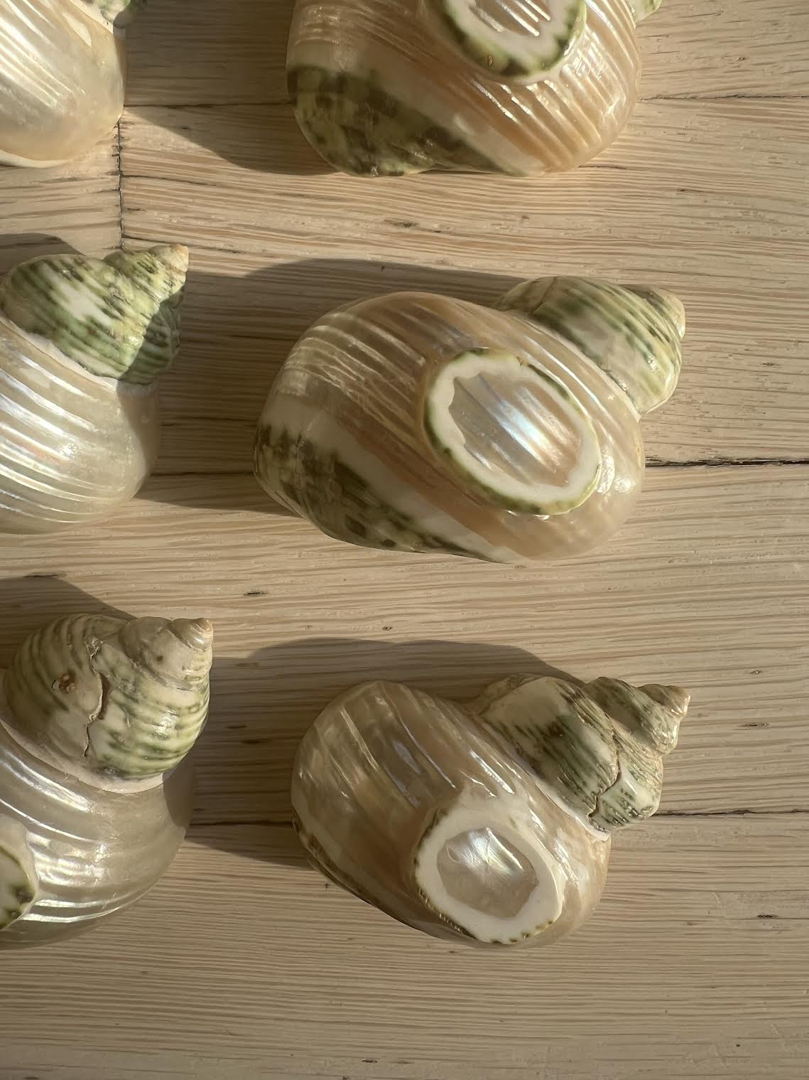Vintage 1960's Seashell Escargot Appetizer Holders For Tablescape or Napkin Holders