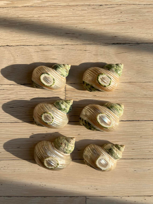 Vintage 1960's Seashell Escargot Appetizer Holders For Tablescape or Napkin Holders